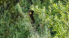 Zanda funerea xanthanota