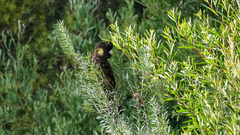Zanda funerea xanthanota
