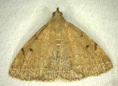 Zanclognatha protumnusalis