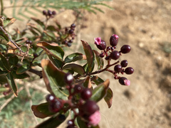 Angiospermae