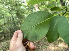 Cotinus obovatus