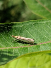 Crambus agitatellus