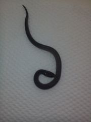 Atractus nicefori