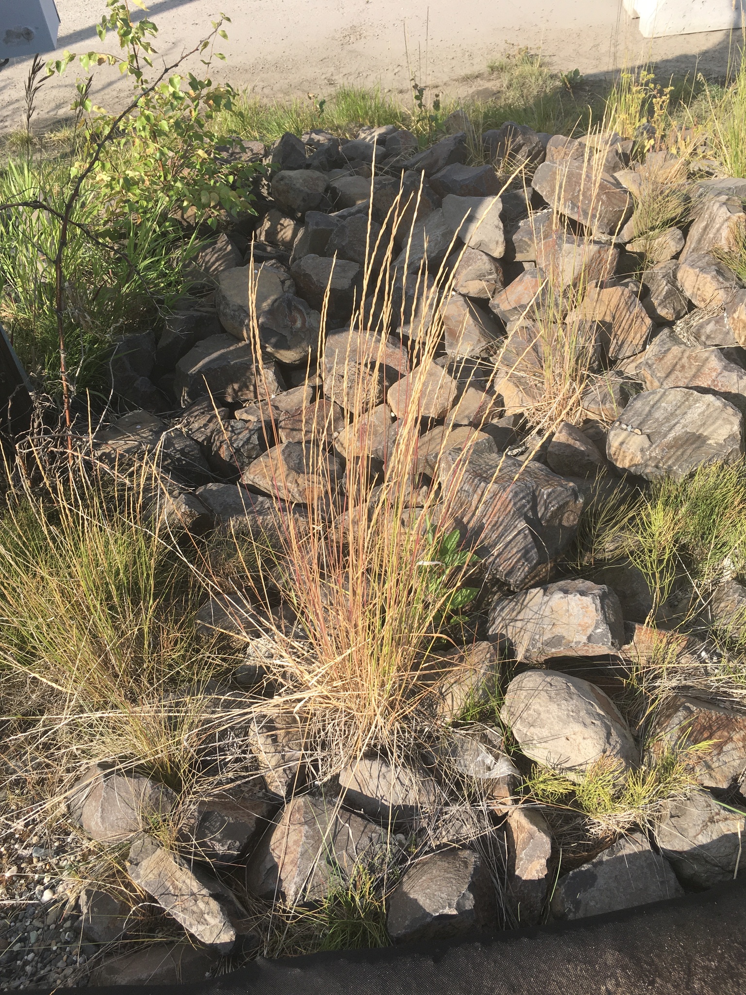 Elymus trachycaulus ssp. trachycaulus