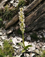 Platanthera chlorantha