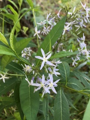 Amsonia