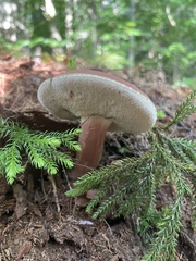 Boletus separans