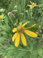 Rudbeckia laciniata