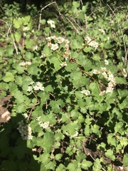 Physocarpus monogynus