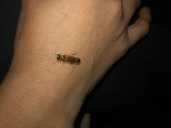 Ptecticus testaceus