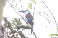 Andigena nigrirostris