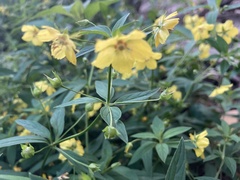 Lysimachia ciliata