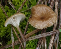 Arrhenia philonotis