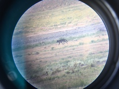 Canis lupus occidentalis