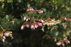 Vaccinium meridionale