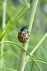 Leptinotarsa lineolata