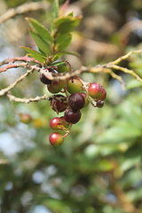 Vaccinium meridionale