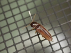 Glyphonyx bimarginatus