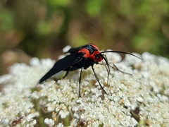 Ctenucha rubroscapus