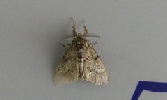 Paraeschra georgica
