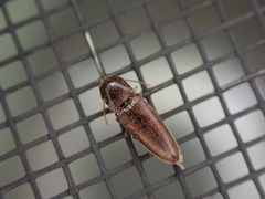 Glyphonyx bimarginatus
