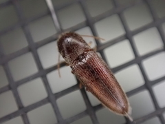 Glyphonyx bimarginatus
