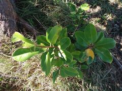 Excoecaria agallocha