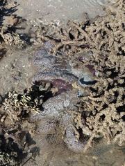 Stichodactyla