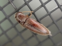 Glyphonyx bimarginatus