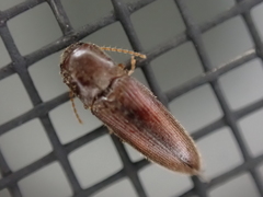 Glyphonyx bimarginatus