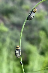 Leptinotarsa lineolata