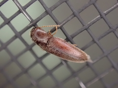 Glyphonyx bimarginatus