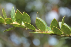 Vaccinium meridionale