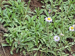 Erigeron formosissimus