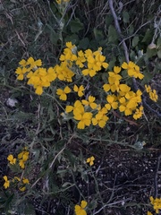 Psilostrophe gnaphalodes