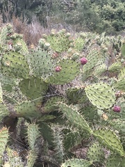Campylorhynchus brunneicapillus sandiegensis