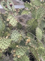 Campylorhynchus brunneicapillus sandiegensis