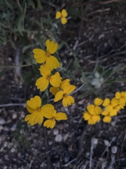 Psilostrophe gnaphalodes