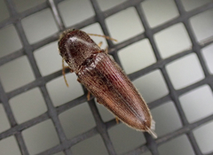 Glyphonyx bimarginatus