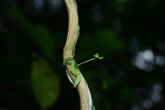 Taeniophyllum complanatum