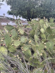 Campylorhynchus brunneicapillus sandiegensis