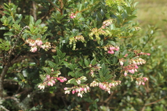 Vaccinium meridionale