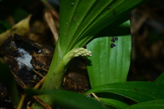 Eria scabrilinguis