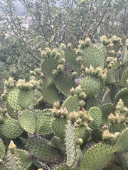 Campylorhynchus brunneicapillus sandiegensis