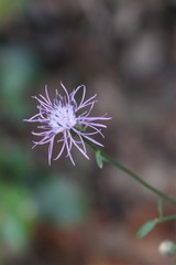 Centaurea aplolepa carueliana