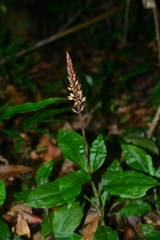 Goodyera rubicunda