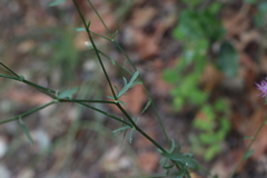 Centaurea aplolepa carueliana