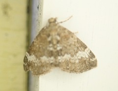 Perizoma alchemillata