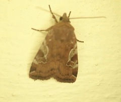 Cryptocala acadiensis