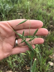 Avena sativa